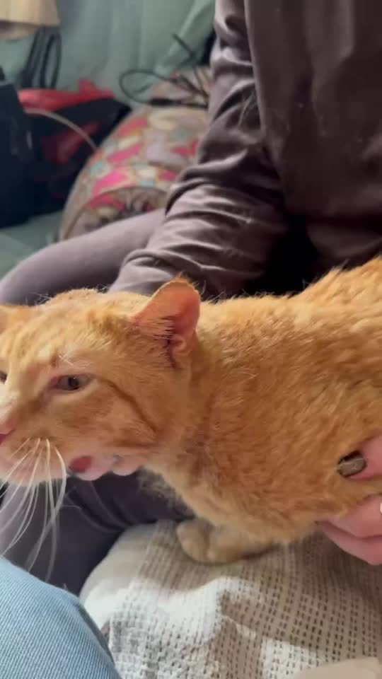 Кот Рыжич ищет дом