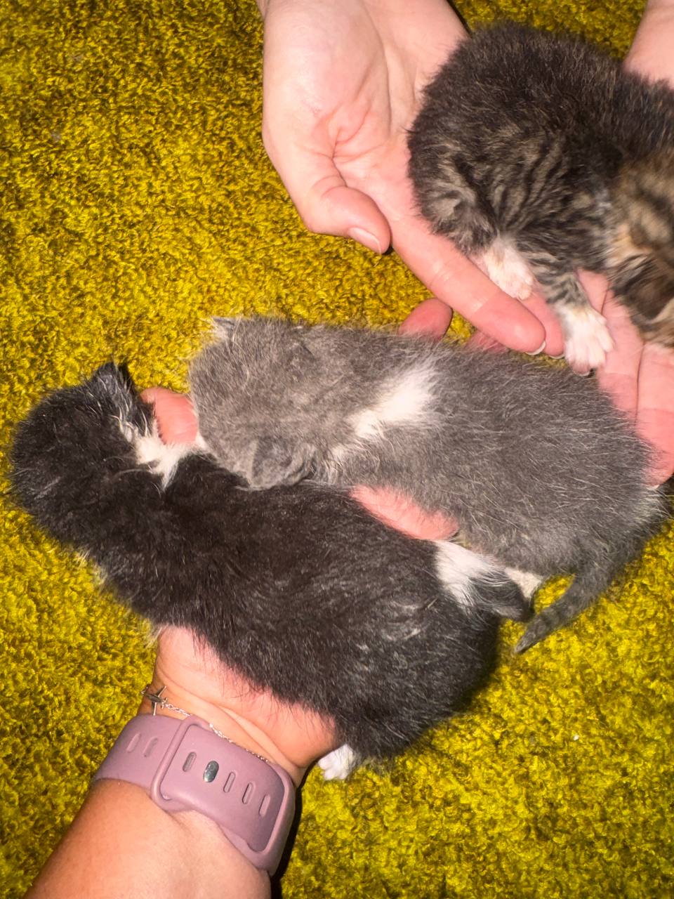 Три котенка ищут дом