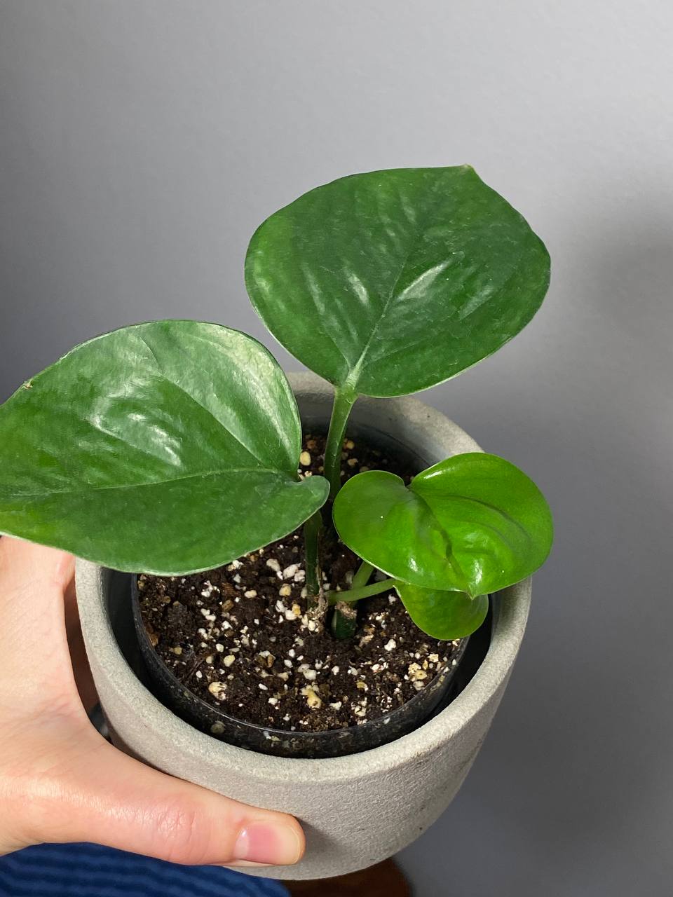 Epipremnum