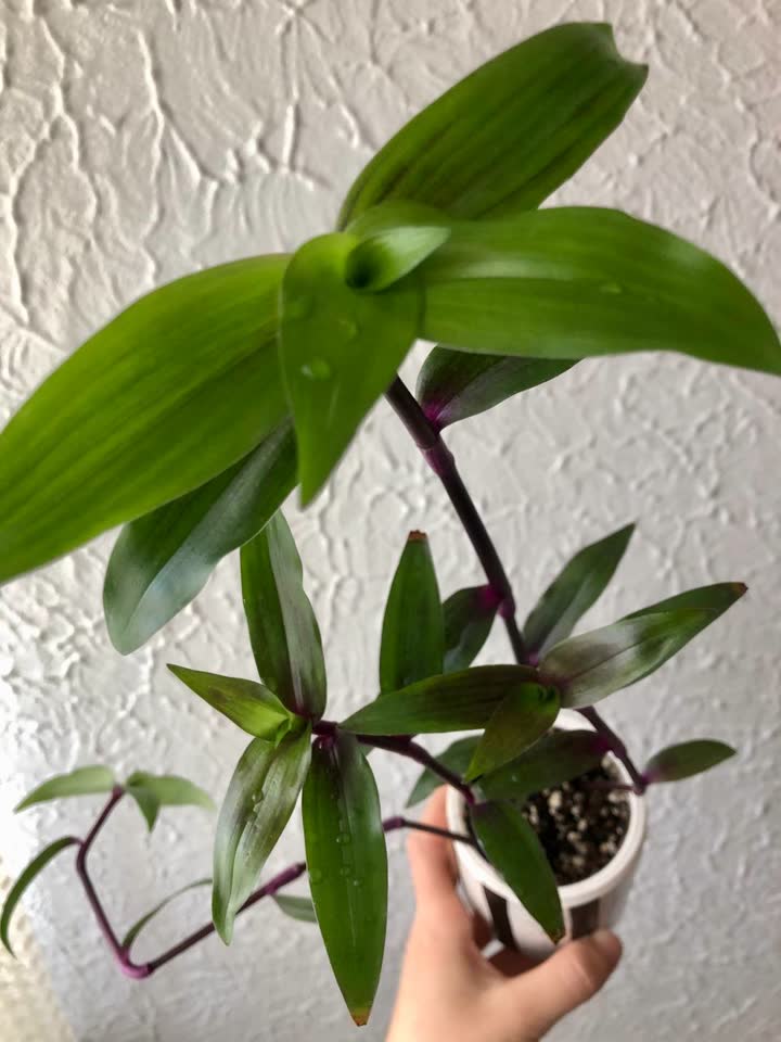 БРОНЬ Трипогандра (Tripogandra serrulata ‘Purple Scimitars’)