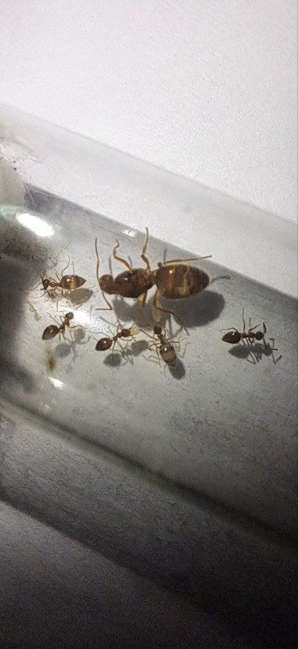 Продаю муравьев Prenolepis nitens