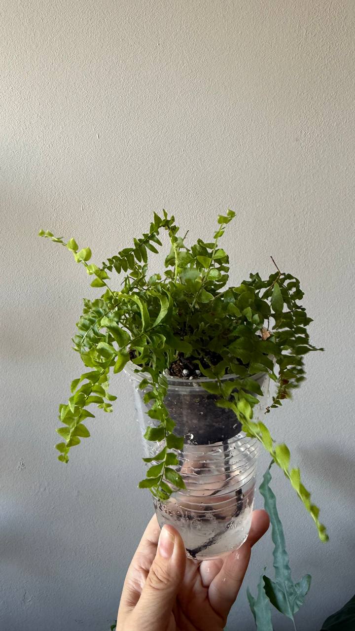 Mlado paprat Nephrolepis Green Moments