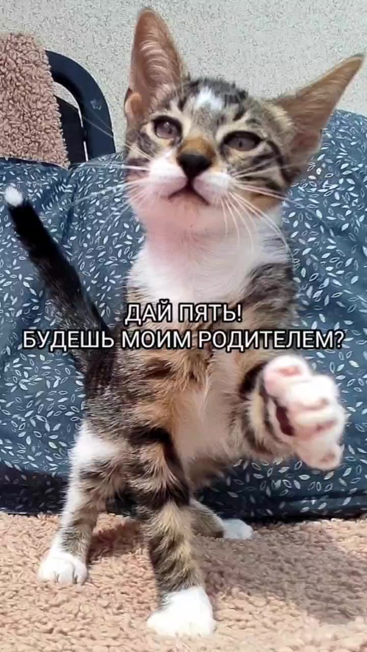 Шаран ищет семью