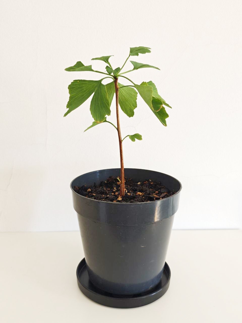 Ginkgo biloba