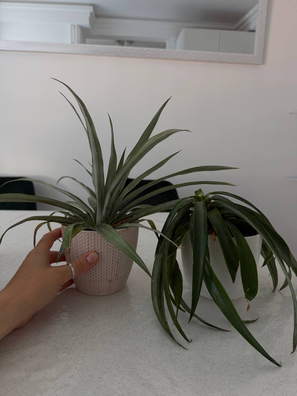 Dekorativni ananas