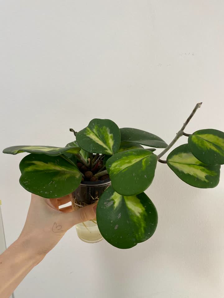 Продажа растений Hoya и Alocasia