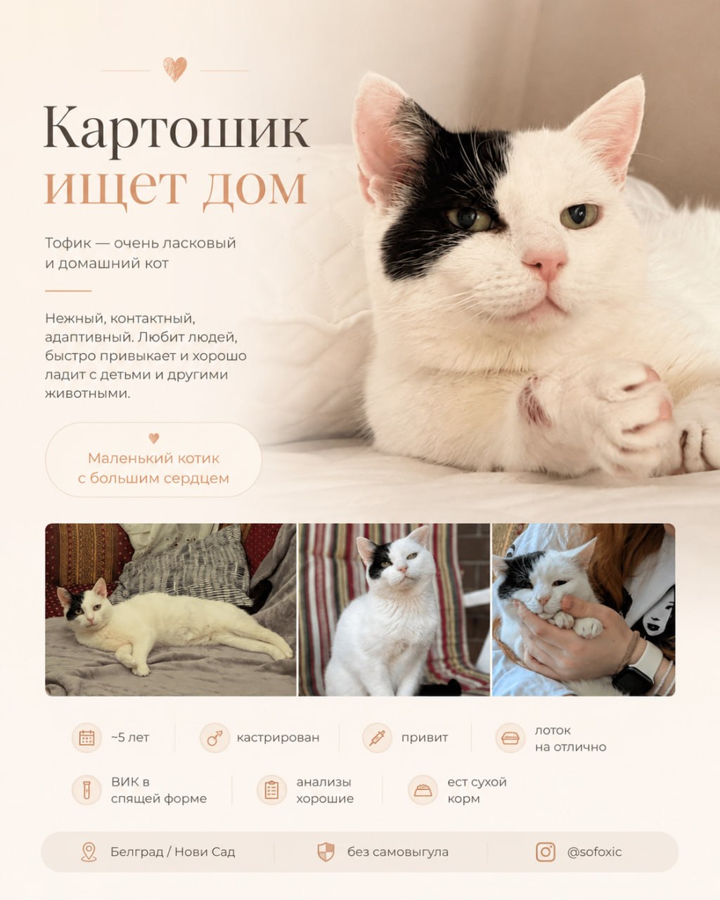 Картошик (Тофик) ищет дом