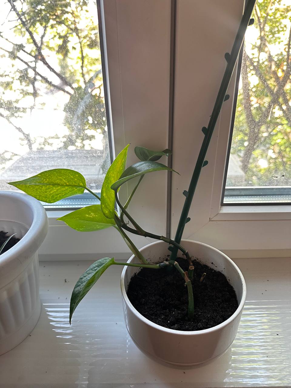 Zlatni epipremnum