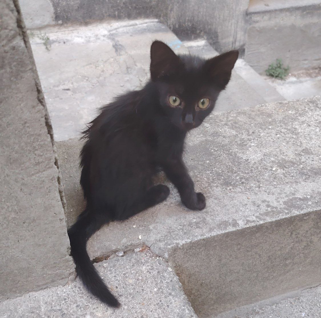 Маленький котёнок ищет дом