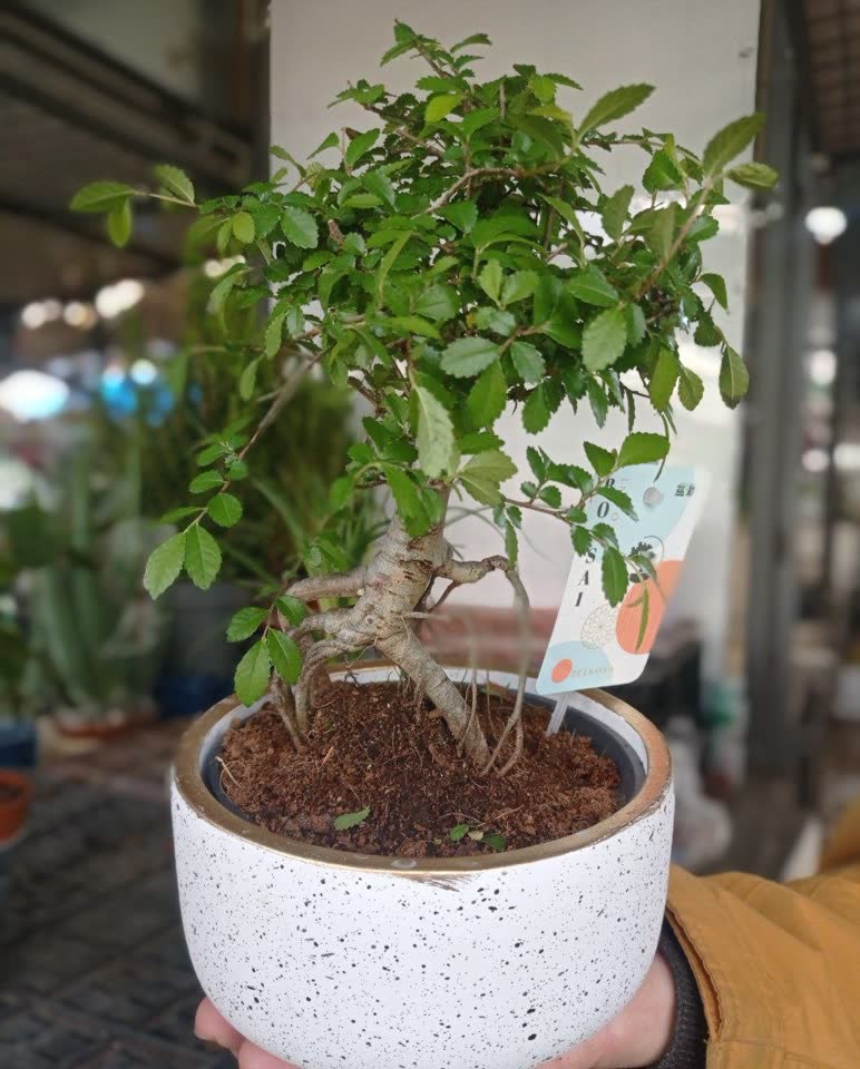 Sitnolisni brijest: „Neuništivi“ bonsai za početnike