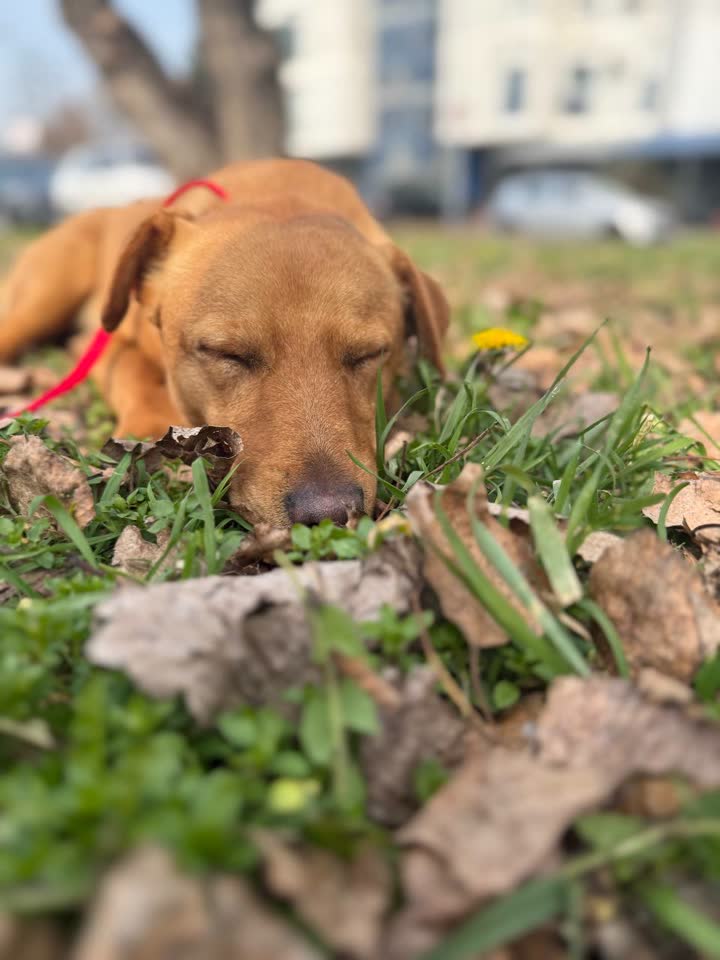 Этому замечательному парню нужен дом 🙏🐶