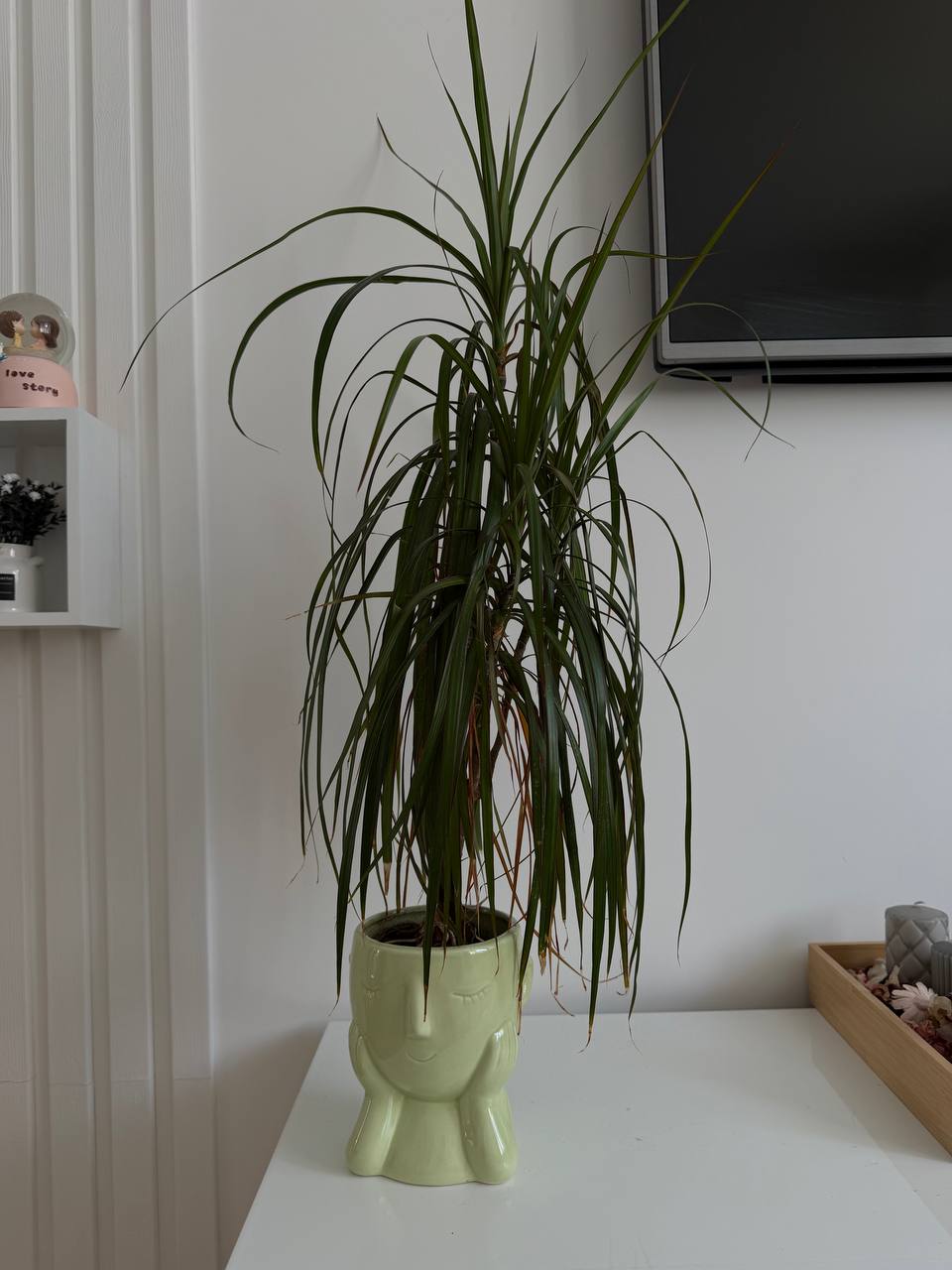 Dracena marginata