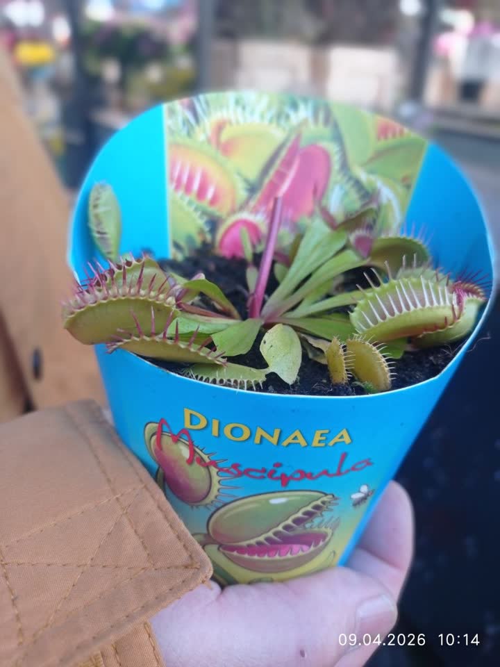 Зубастый питомец на подоконнике! Венерина мухоловка (Dionaea)