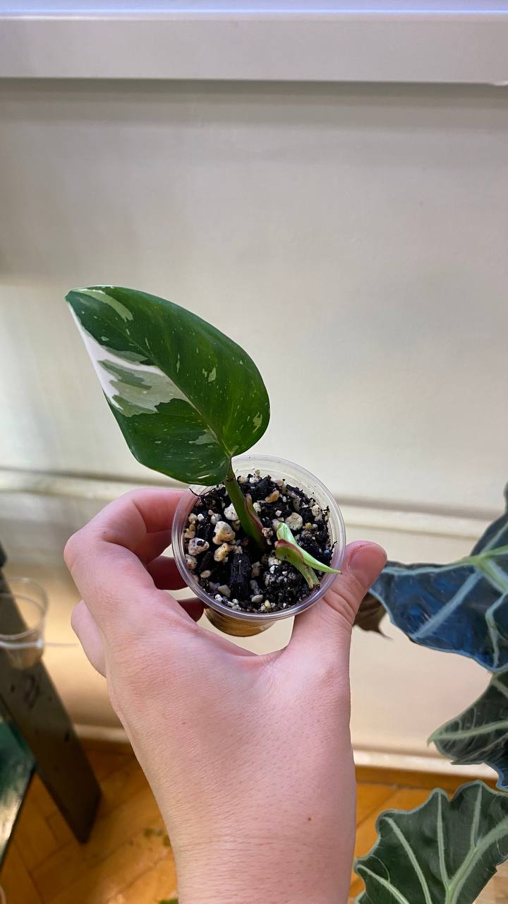 Filodendron White Princess, Monstera Siltepecana