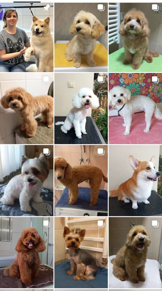 Grooming za pse u Voždovcu i na terenu