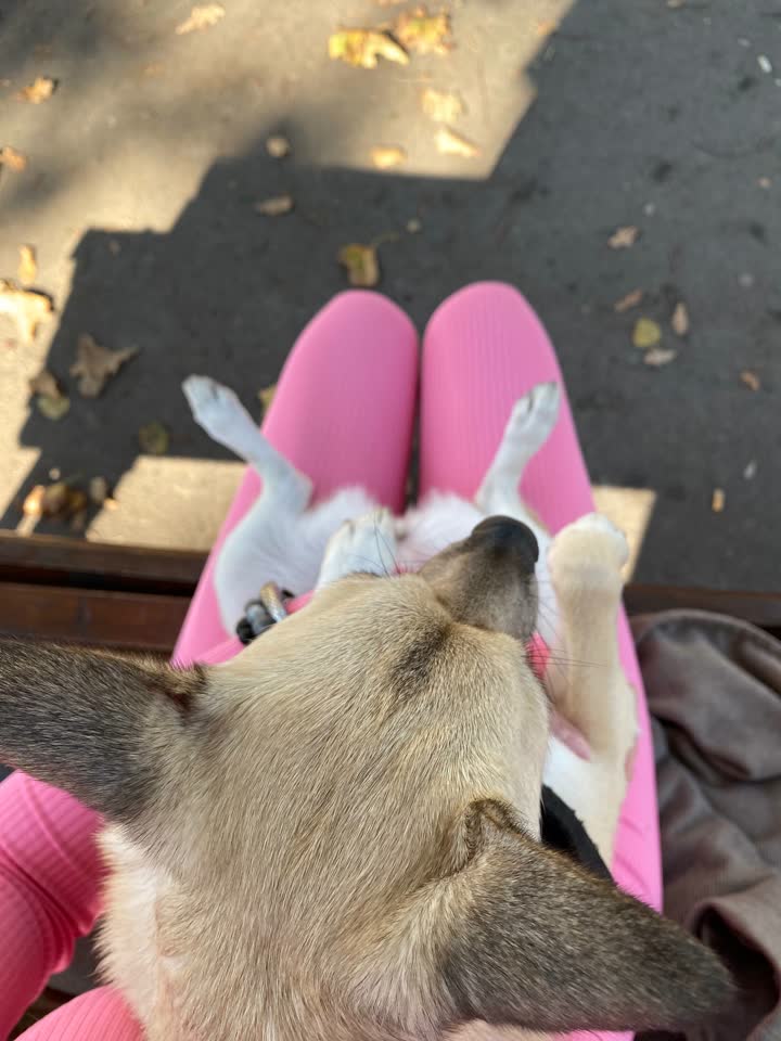 Šetanje pasa u Beogradu